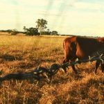 Light Angus steers sell from $965 to $1600/head | The Land