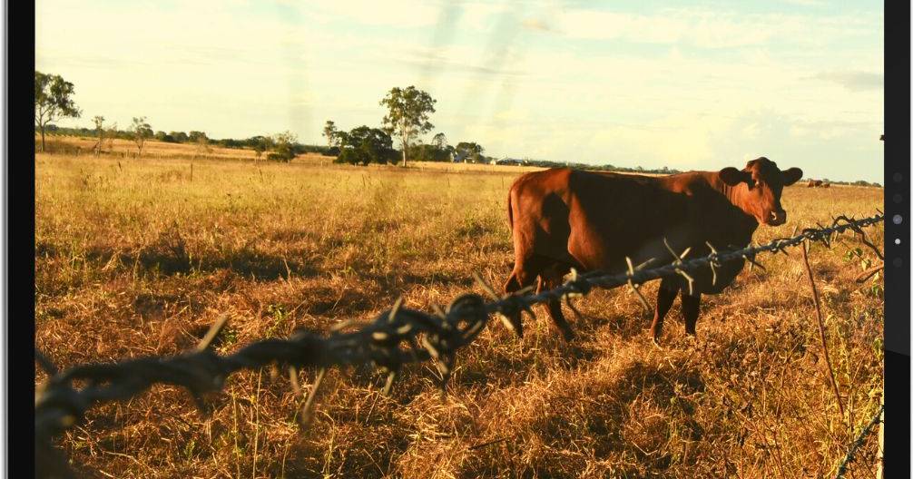 Cattle market softens as values decline