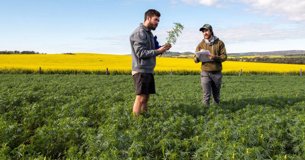 Aphid trial results not peachy for canola