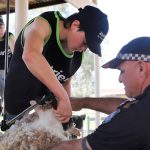 Armidale housed rams average $4271 | The Land