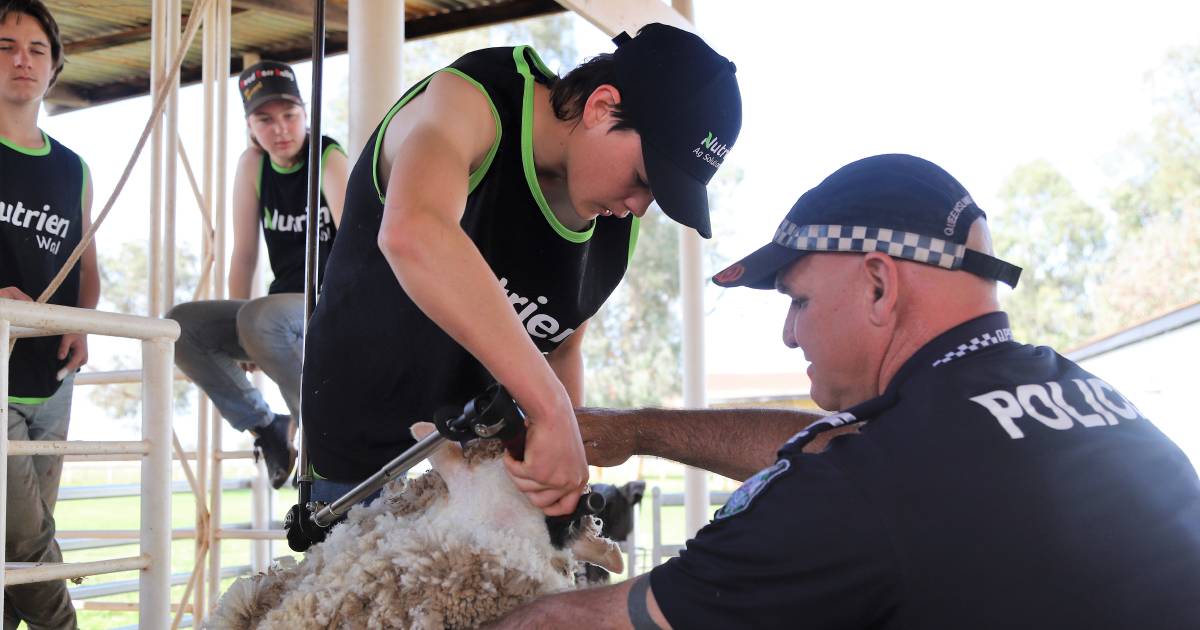 Queensland wool technical advisory group formed to address shearer shortage | Queensland Country Life