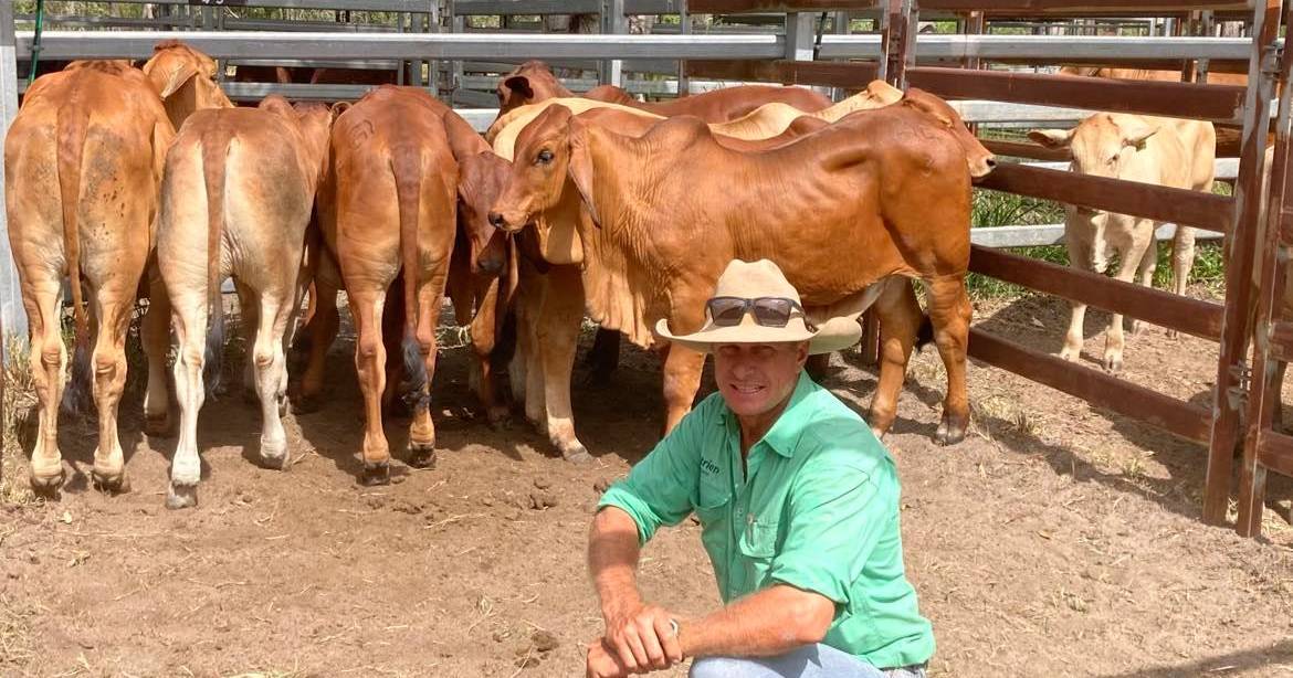 Solid returns for PTIC Brahman heifers at Miriam Vale