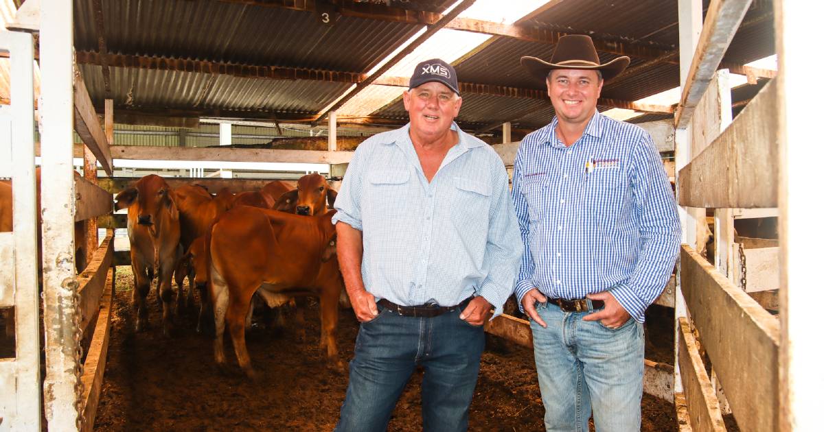 Towers graziers among buyers at Malanda cattle sale