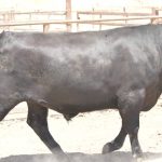 Elders bolsters wool and livestock team