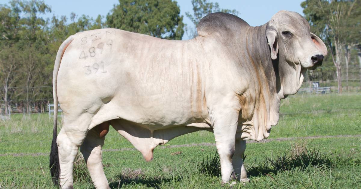 Big Country purchases deliver with profitable progeny | North Queensland Register