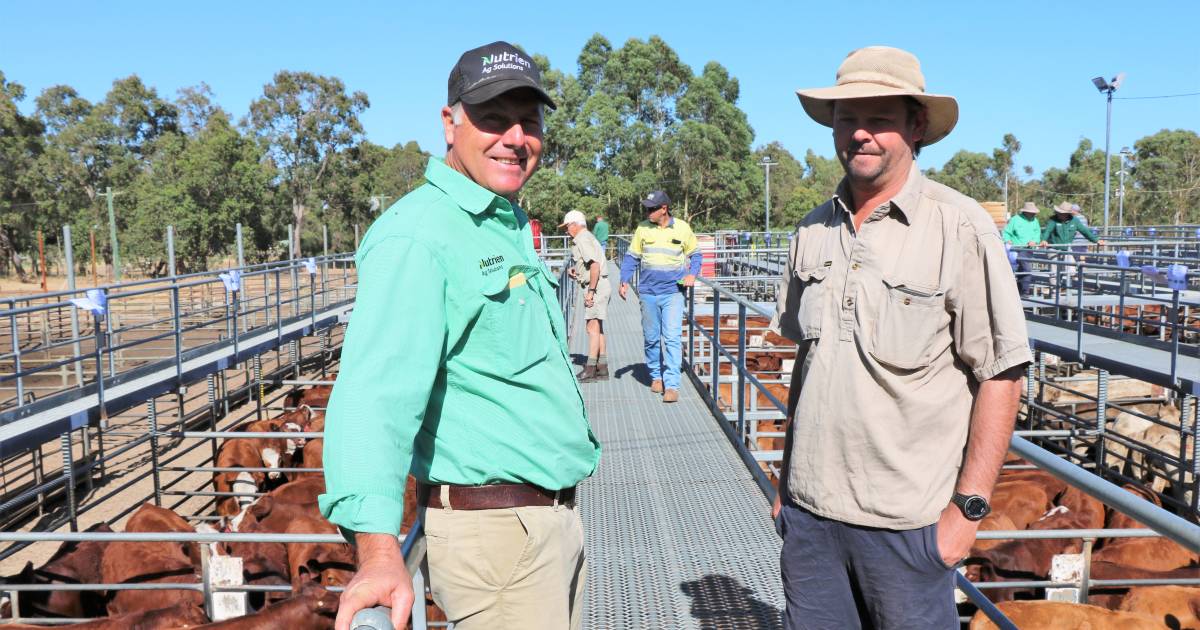 Steers top the sale at Boyanup