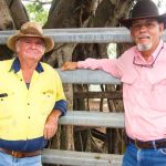 How a healthy dam could help improve cattle quality