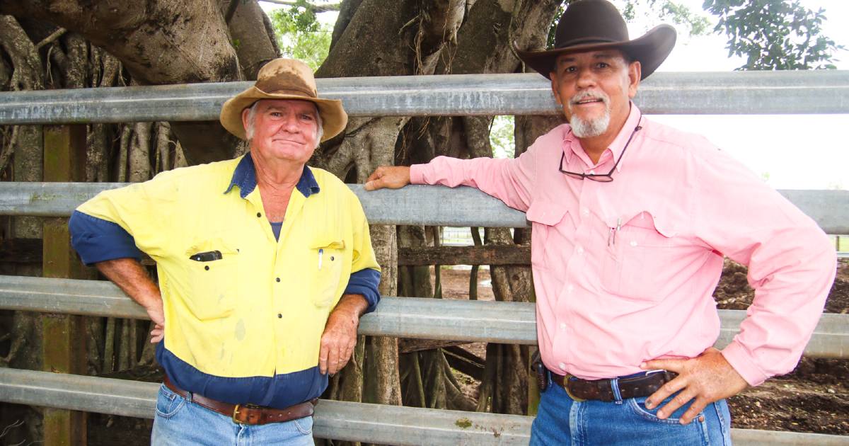 Mareeba opens, prices well below 2022 peak