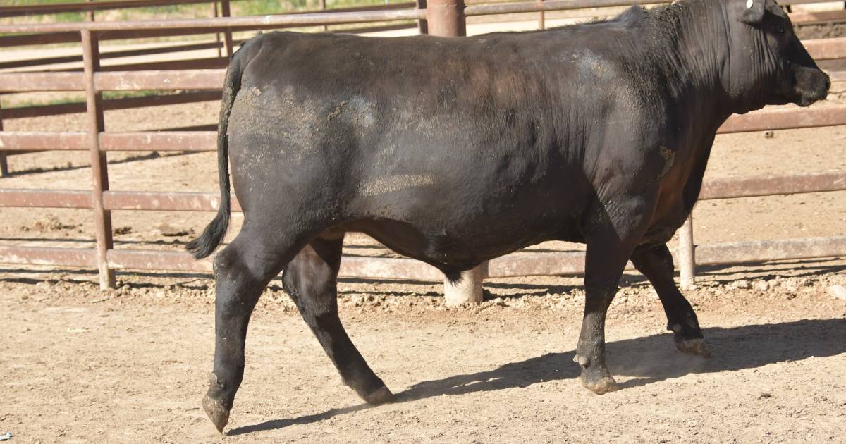 Beef Spectacular Feedback Trial 2023: Gilmandyke tests out its range of sire lines