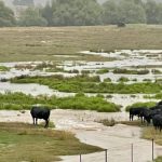 Premium farming and grazing country