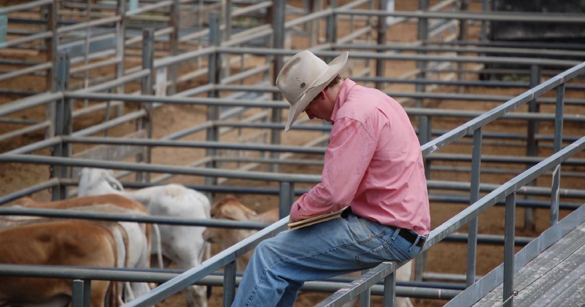 Get your cattle buying boots on, now's the time to move