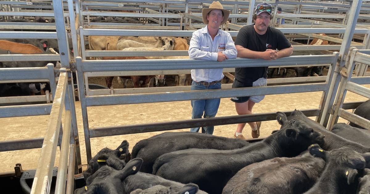 Drier days play on cattle prices