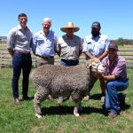 Quality Wandoan steers fire at Dalby sale