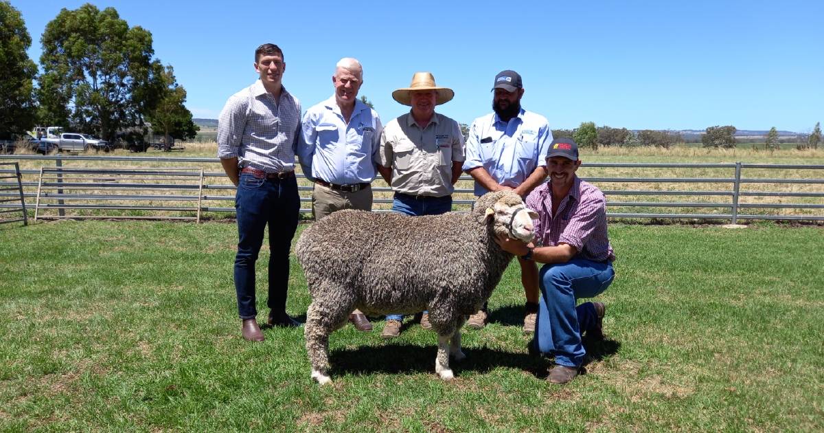 Waverley Downs rams sell to $4000