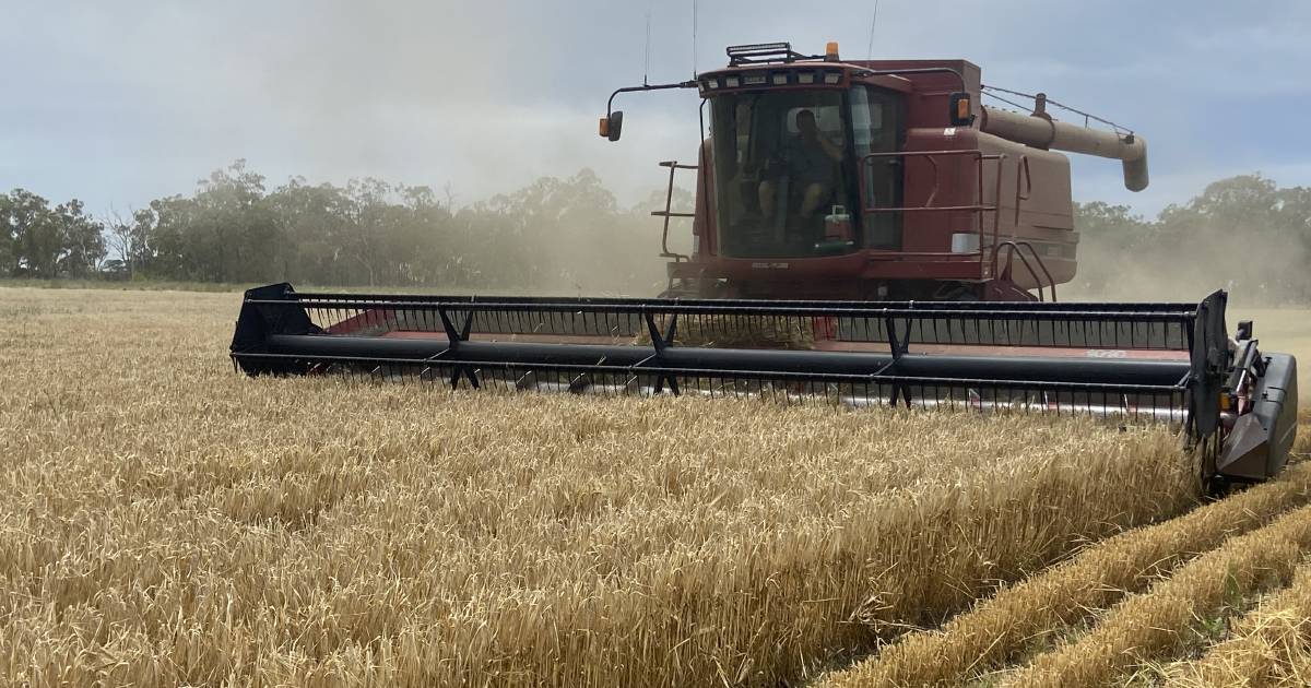 Imi-tolerant barley pulls through challenging season at Jandowae | Queensland Country Life