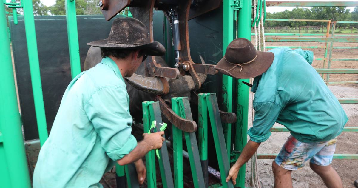 NT Buffalo Industry Council and AgriFutures buffalo handler research delivers | North Queensland Register