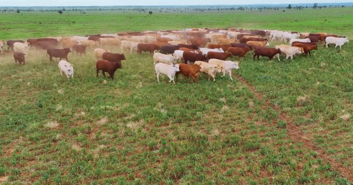 Record making premium Mount Abundance grazing country | Video