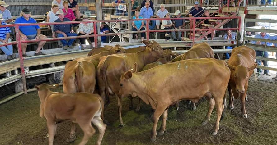 Droughtmaster cows with calves reach $2100 a unit at Laidley