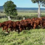 PTIC Brahman females make $2400 at Woolooga