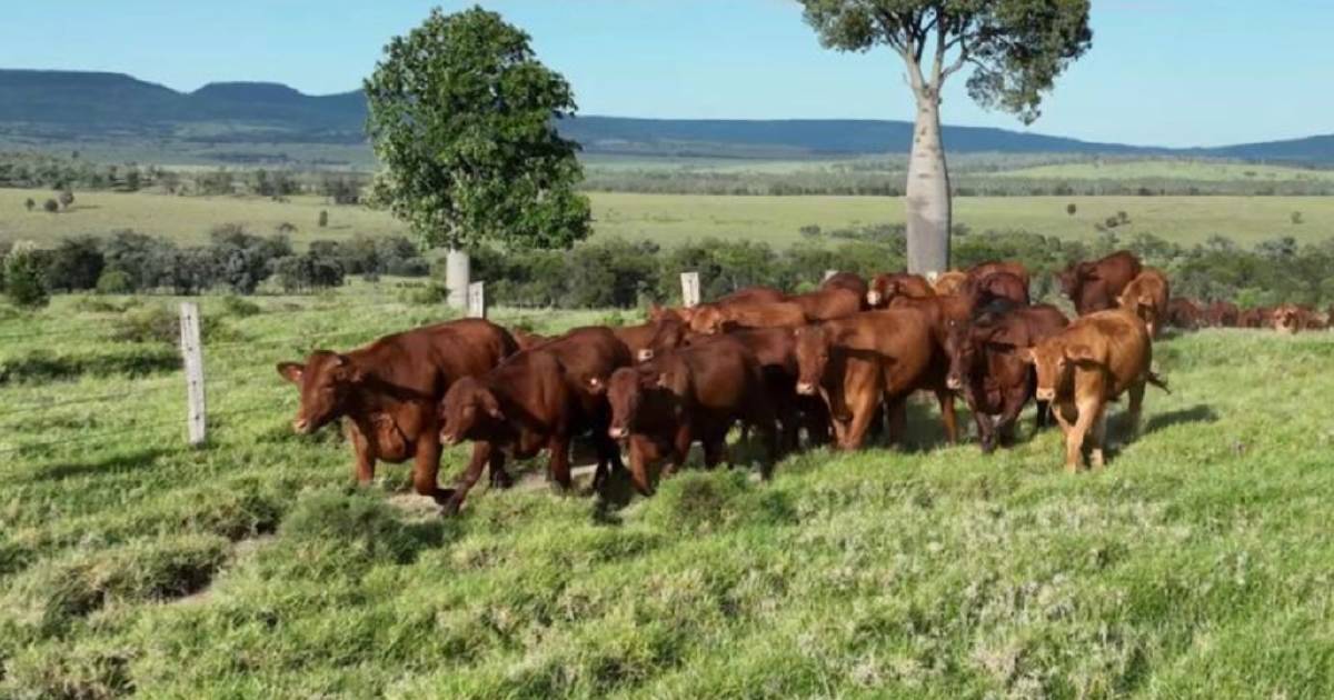 Buffel grass country for backgrounding and fattening | Video