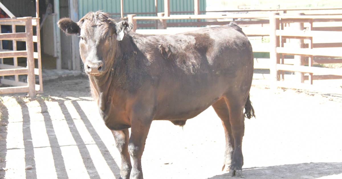 Beef Spectacular Feedback Trial 2023: Hybrid vigour is important for Berthong Pastoral