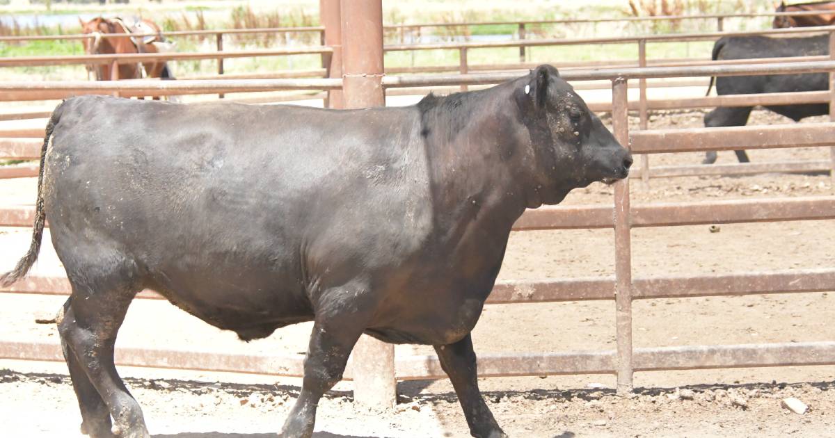 Beef Spectacular Feedback Trial 2023: Impressed by daily weight gains in trial