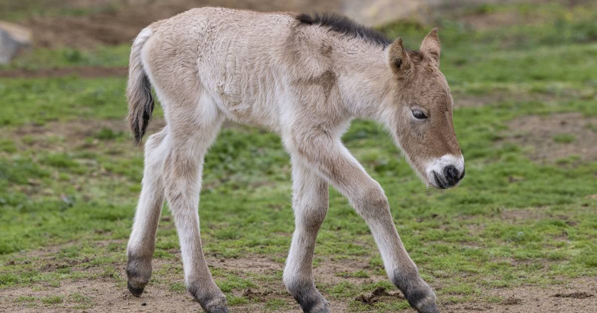 Meet Kurt, the brand new, rarest wild horse in the world | Video