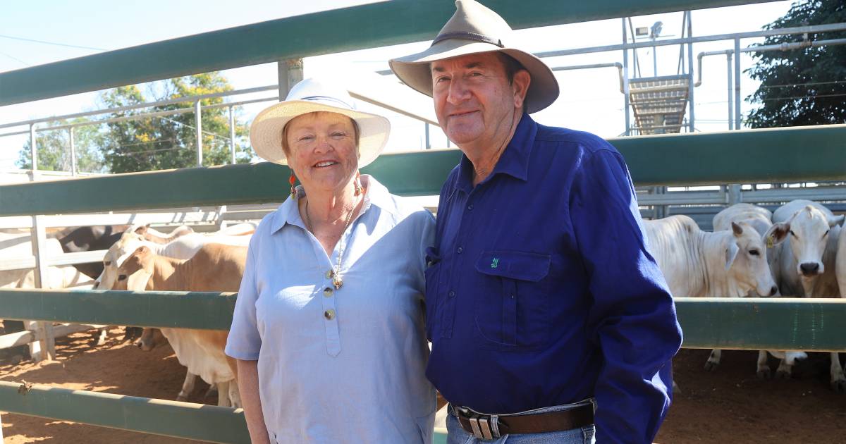 Grassed up paddocks drive Blackall’s opening cattle sale | North Queensland Register