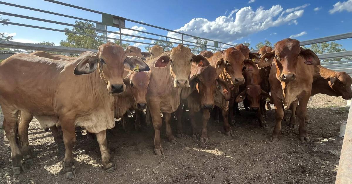 Santa Gertrudis heifers crack $2200 as prices firm at Monto