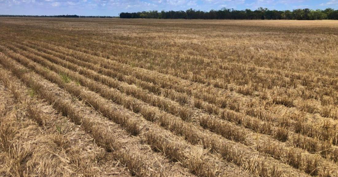 Yarrabin offered with 1250 hectares of zero till cultivation