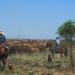 Plan to tackle bigger sheep with new shearing aids