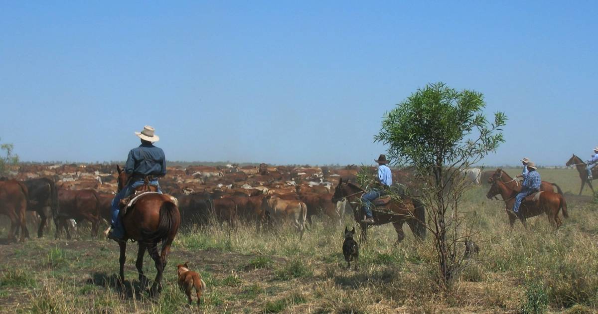 Police investigating up to 10 cattle duffing cases in northern area involving upwards of 100 stolen cattle | Queensland Country Life