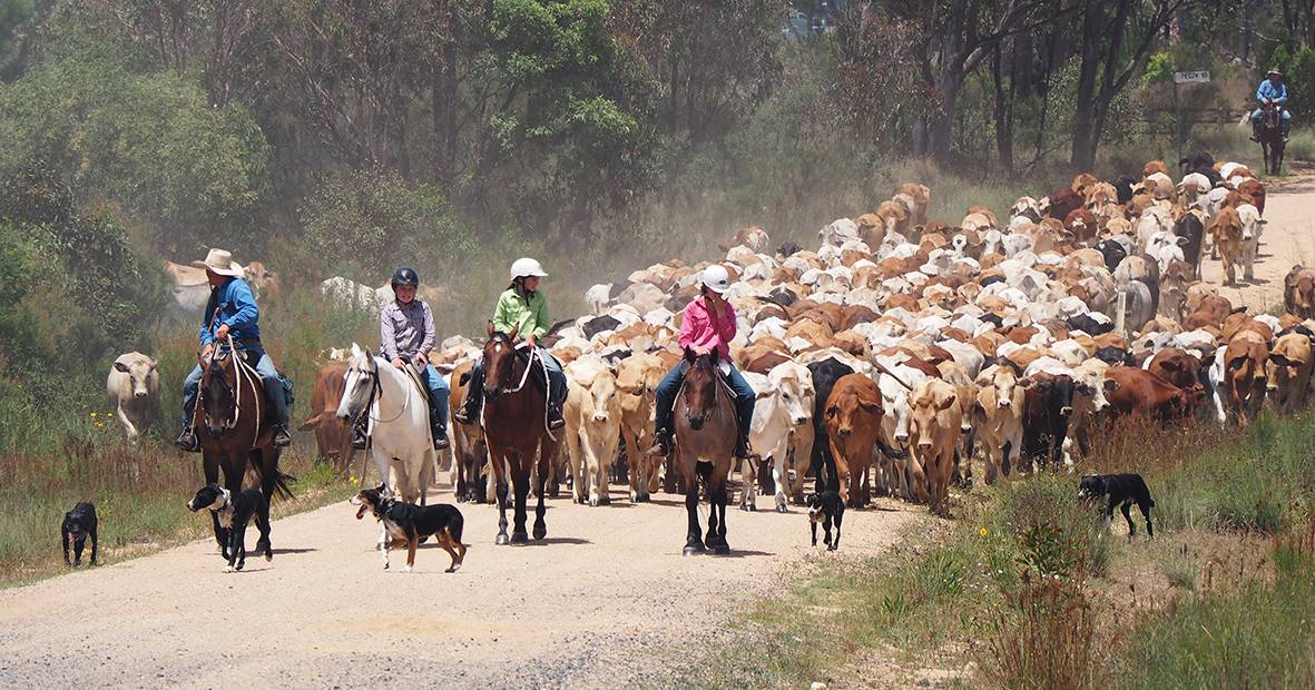 Stanthorpe brought to standstill for campdraft mob