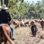 Protect the herd: Traceability is priority for beef industry