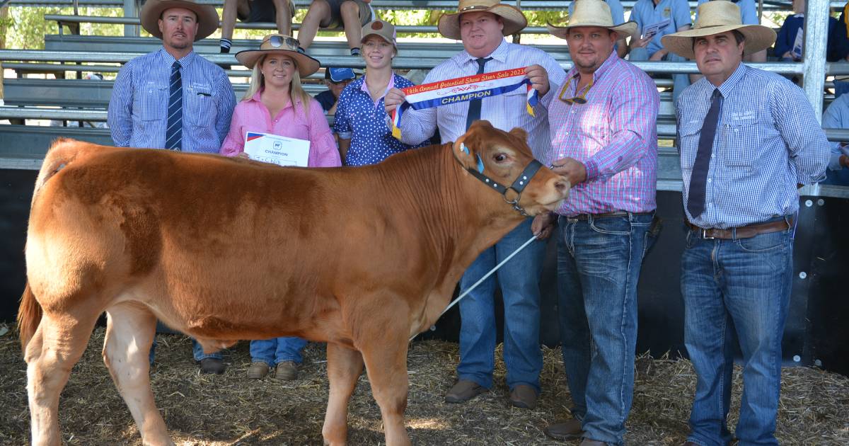 Glen Innes steers show potential topping at 1850 cents a kilo