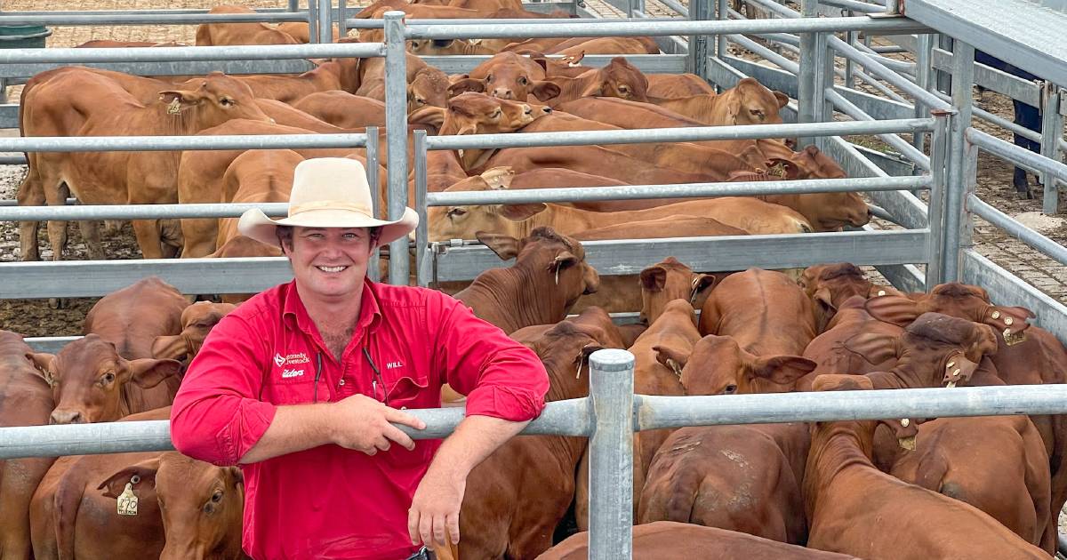 Restockers pounce on quality lines at Emerald cattle sale | Photos