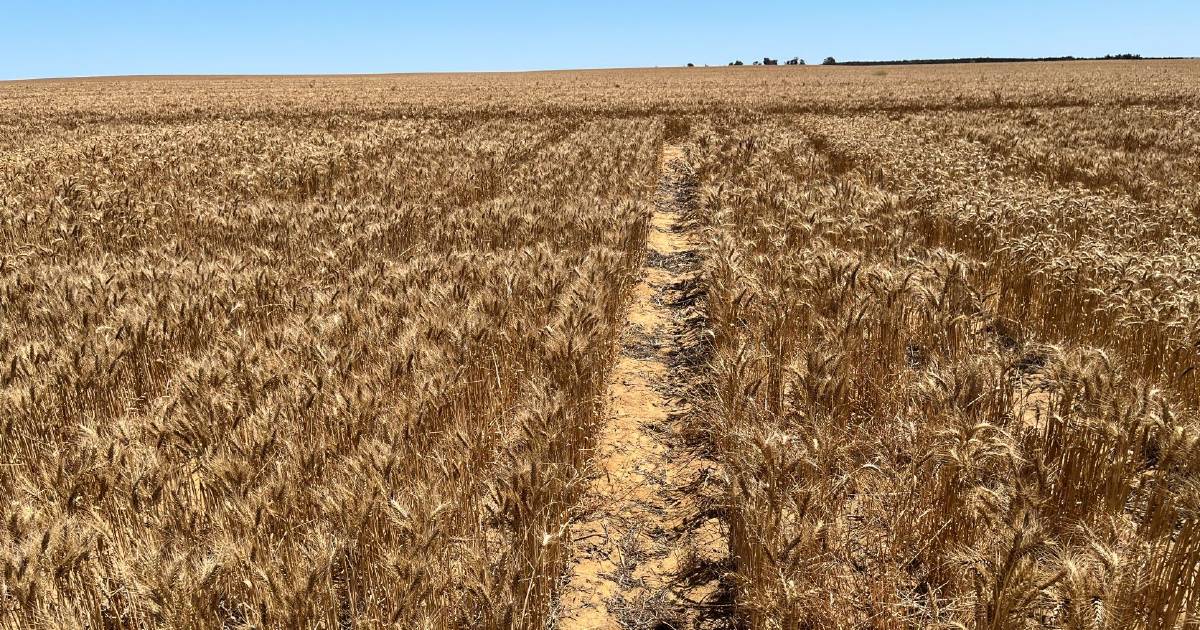 Long coleoptile wheat interest is deep