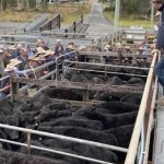 Walcha Cup photos: big crowd parties under blazing sun