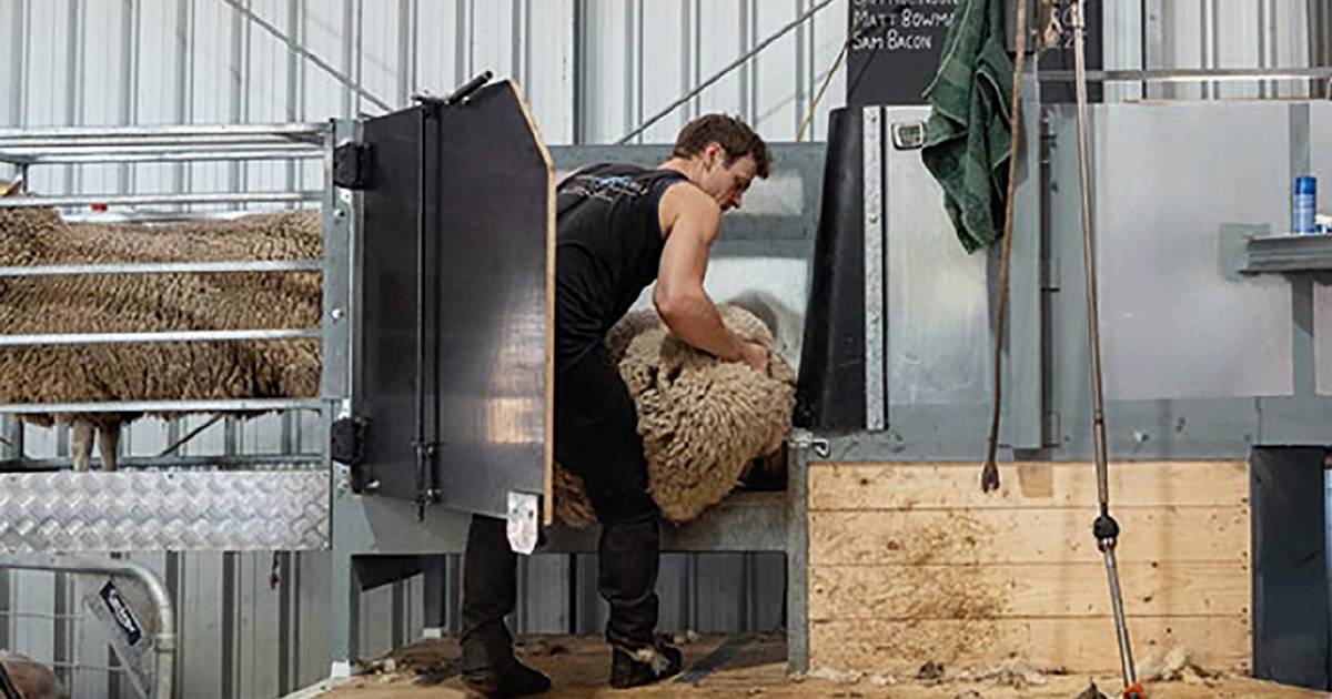 Plan to tackle bigger sheep with new shearing aids