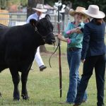 Canberra Royal 2023: steer results | The Land