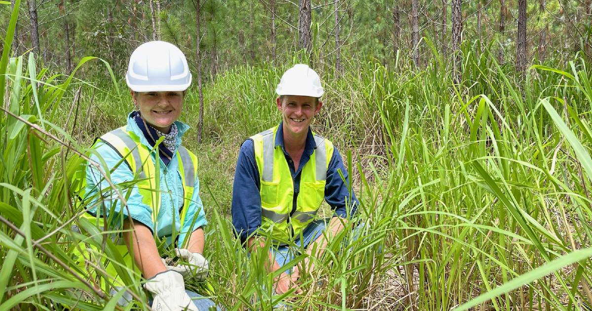 Forest cattle grazing trial ramps up | Queensland Country Life