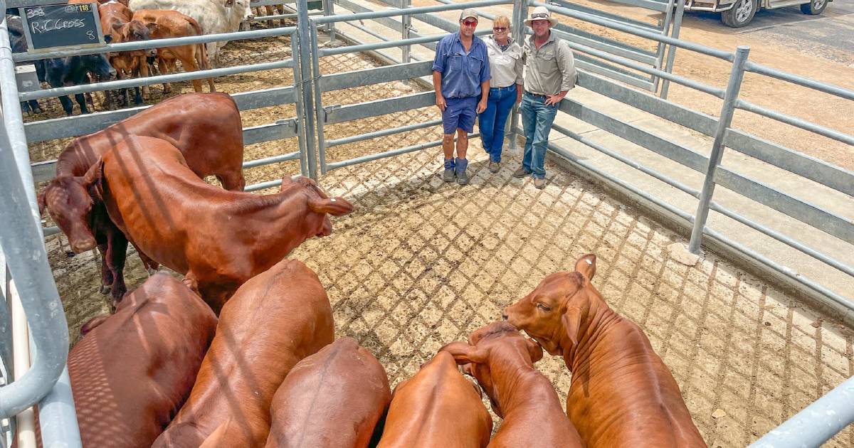 Solid bullock market powers demand for feeder steers at Emerald