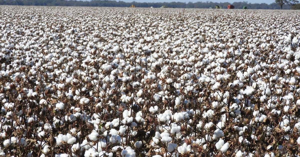 The three Cs: cotton, crops and cattle | Video