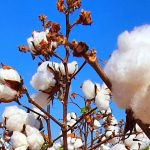 The three Cs: cotton, crops and cattle | Video