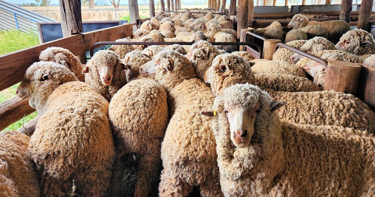 Call for sheep eID tagging cost to be shared