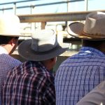 Weaner steers dearer at Dubbo