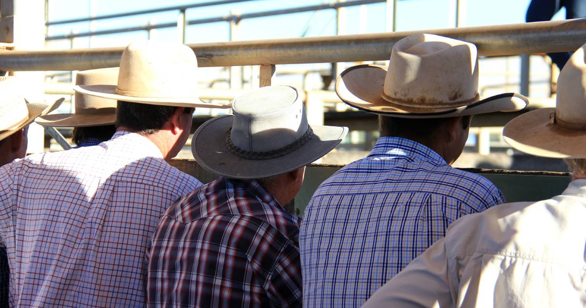 Heavy feeder steers in hot demand at Gympie cattle sale