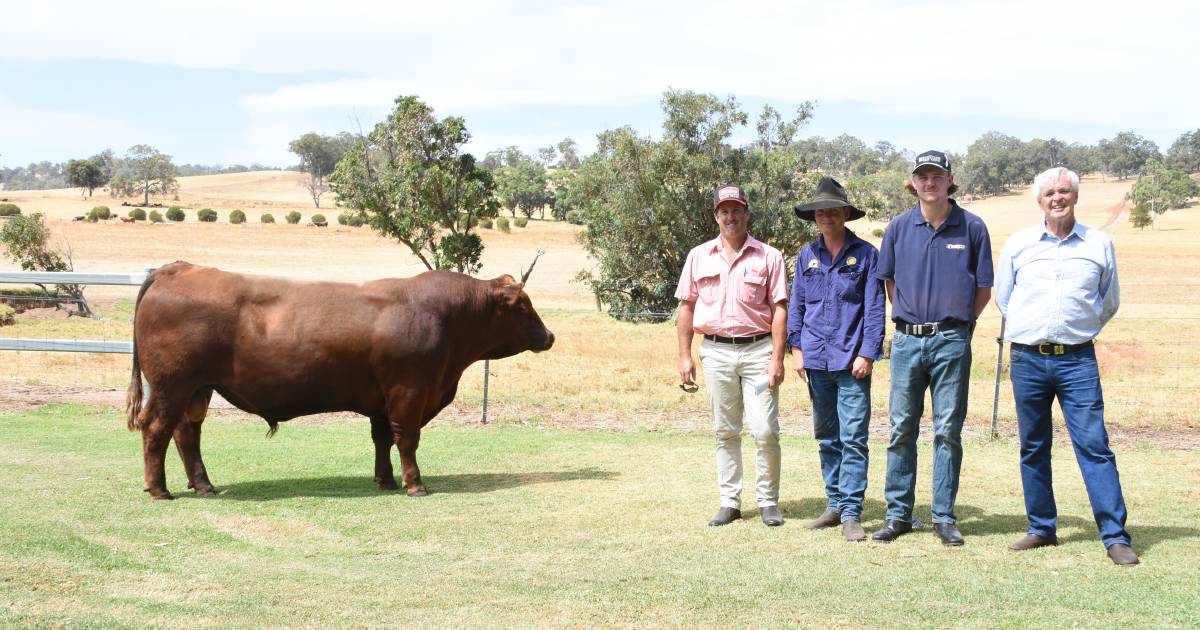 Kingslane Red Angus sire sells to $15,500 | Farm Weekly