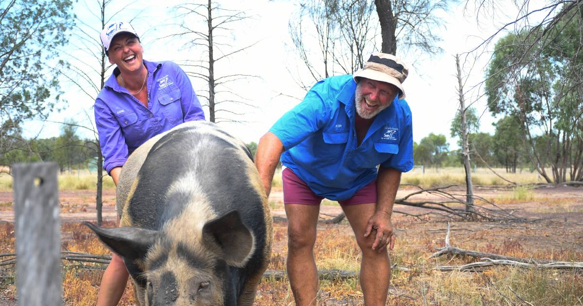 Kogan producers utilising free-range farming practices to chase ultimate meat quality | Queensland Country Life