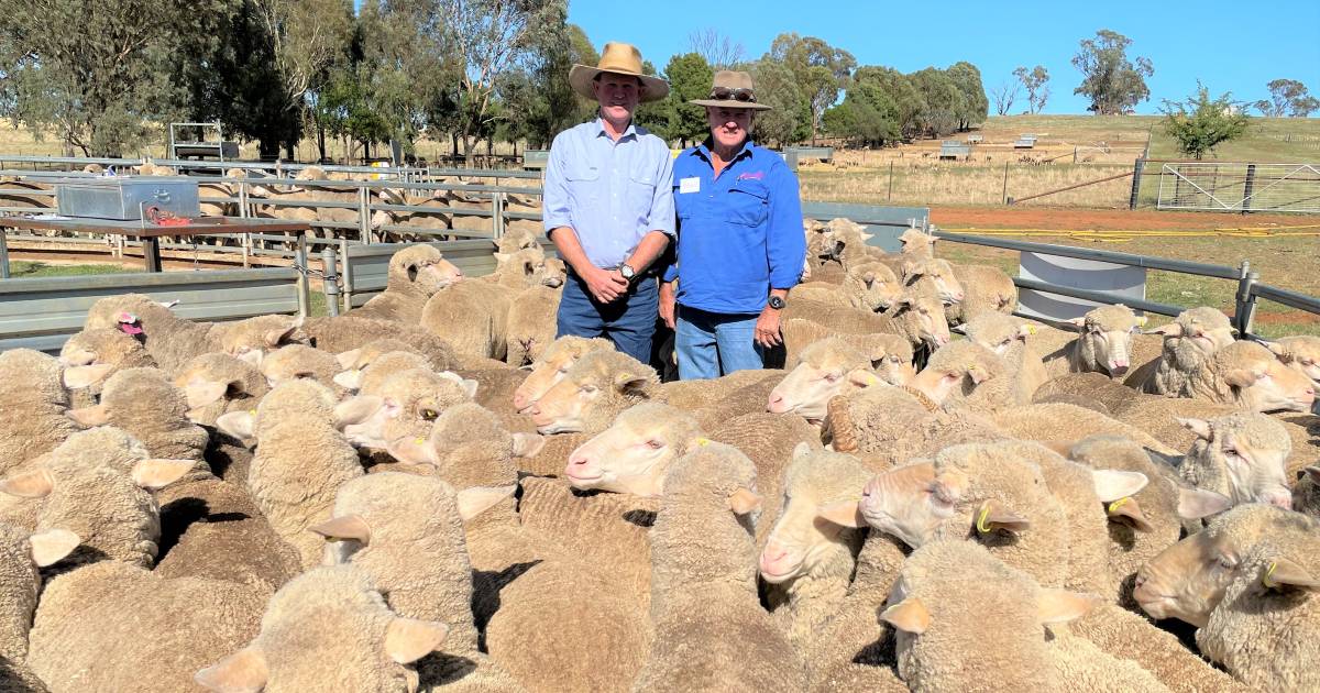 Versatility on display at Cumnock and District Merino flock ewe field day